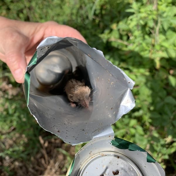 mausindose