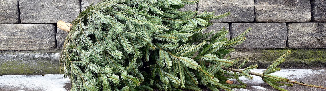 Wie entsorge ich Christbaum und Geschenkpapier?