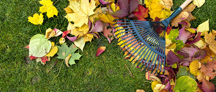 Entsorgung von Laub im Herbst