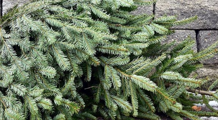 Wie entsorge ich Christbaum und Geschenkpapier?