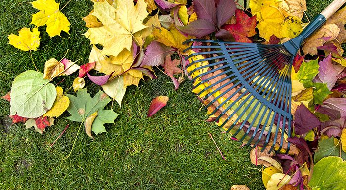 Entsorgung von Laub im Herbst